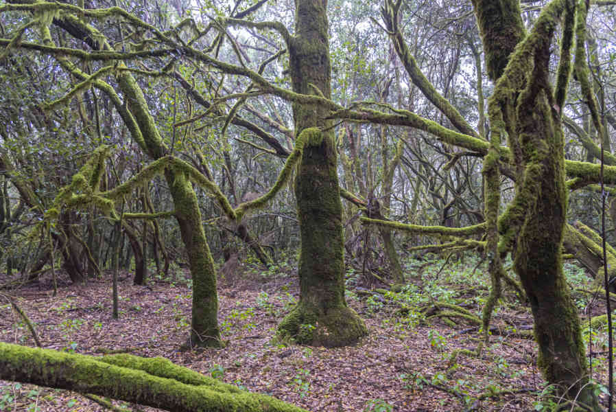 La Gomera 23 - parque nacional de Garajonay .jpg